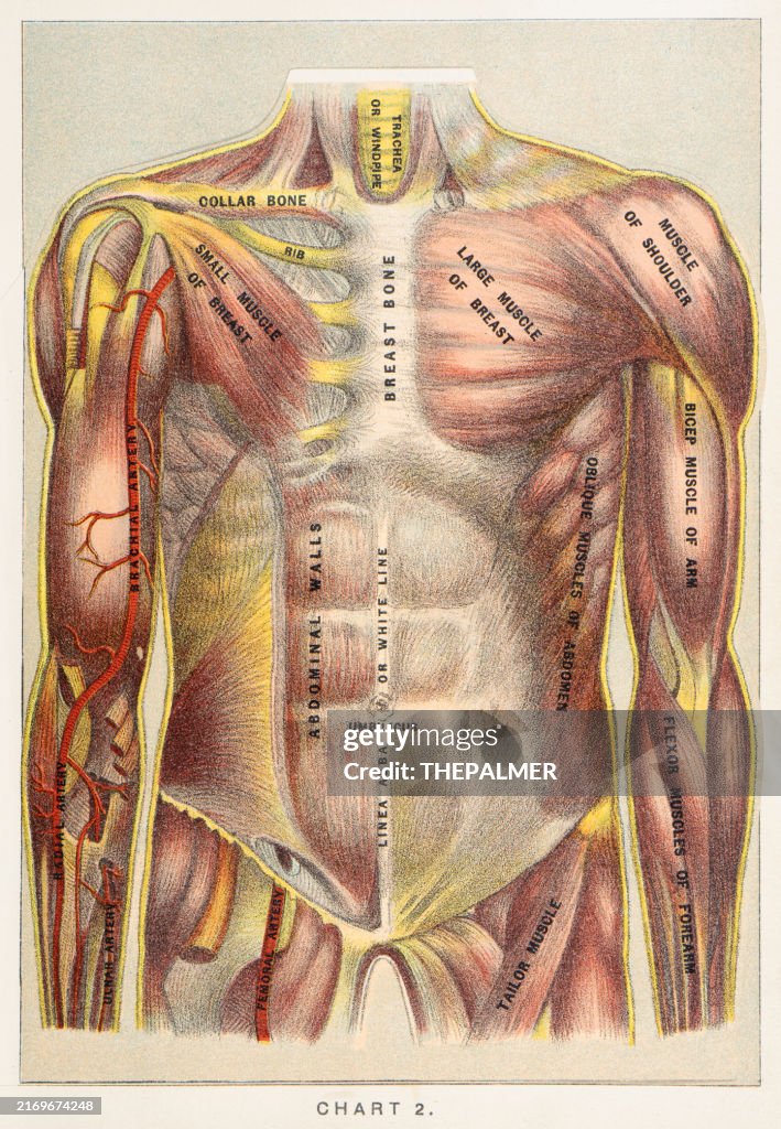 Torso Def The Torso Anatomy Human Print 1887 High-Res Vector Graphic - Getty Images