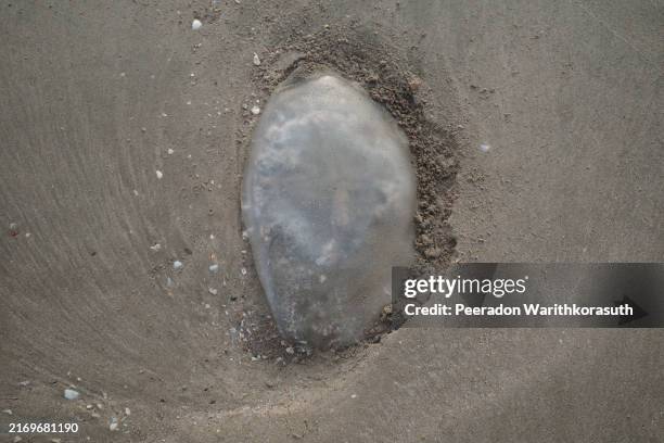a close-up of a jellyfish stranded on the wet sand of a beach. - wet sand ripples on beach stock pictures, royalty-free photos & images