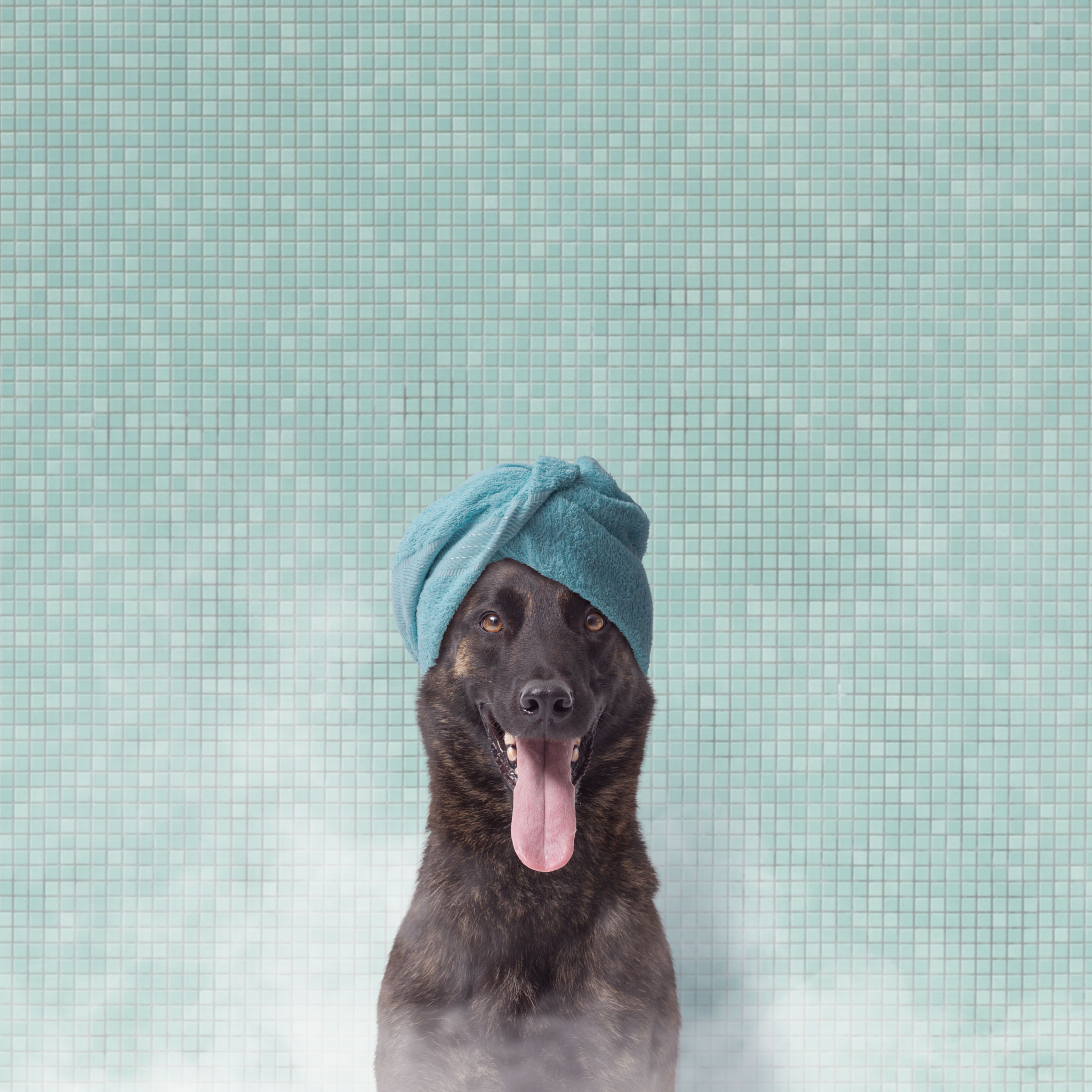 dog spa
