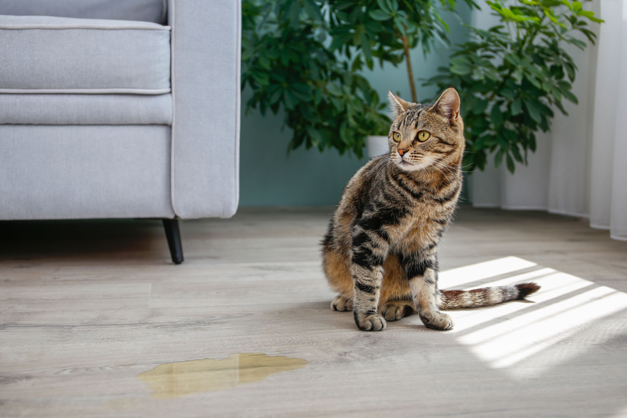 pet care facility