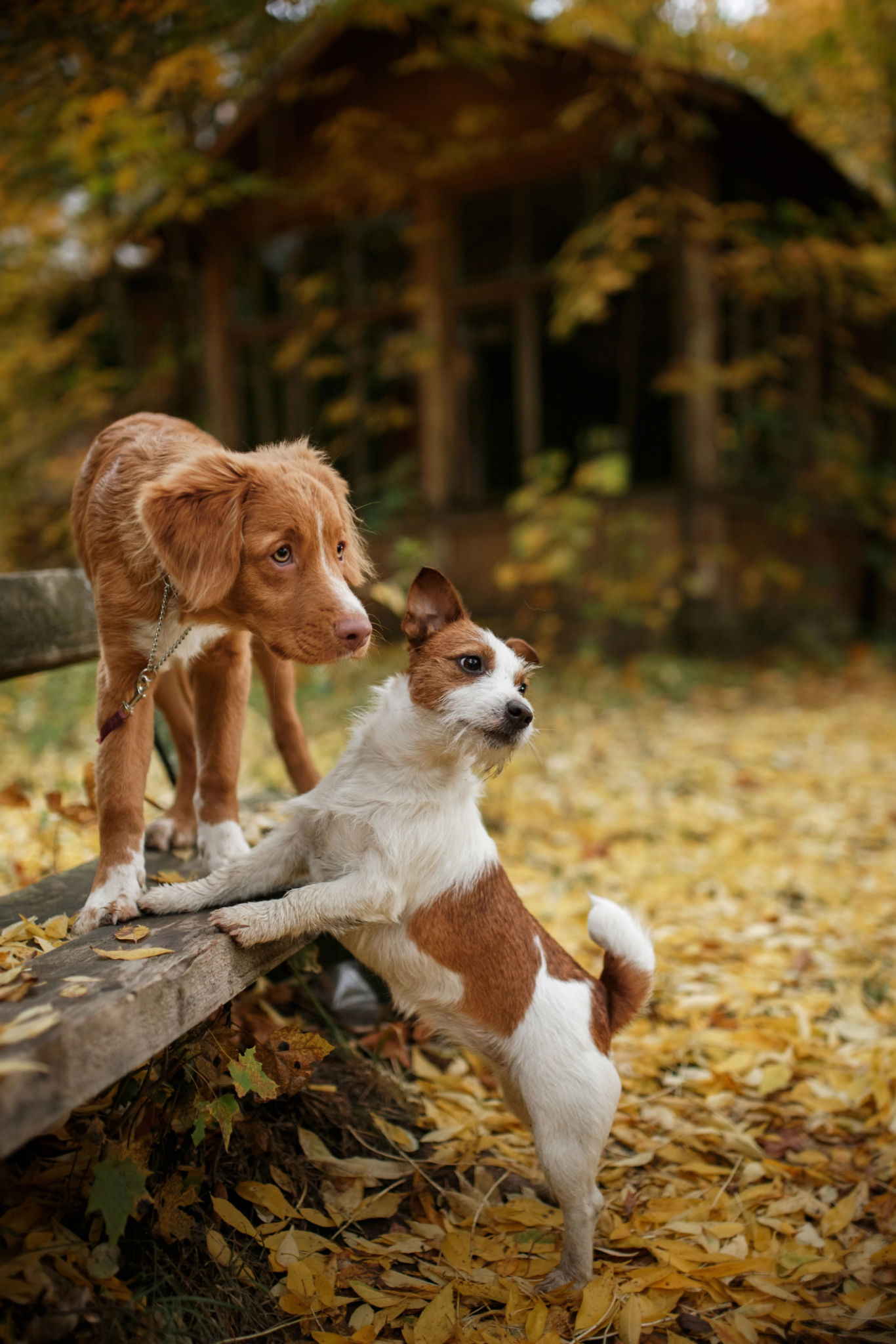 healthy dog