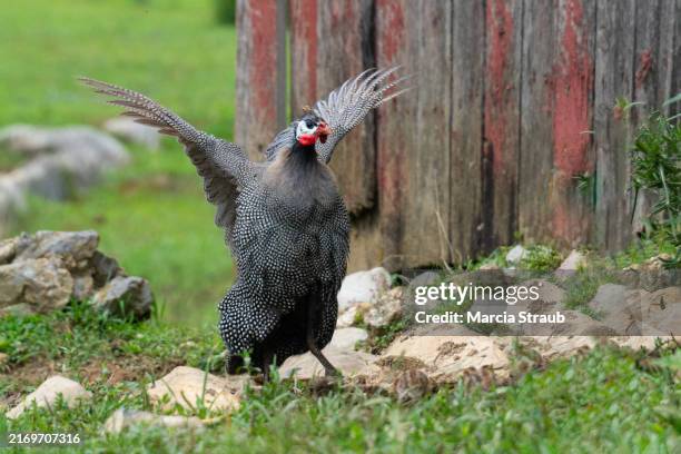 guinea fowl flapping her wings - chicken flapping wings stock pictures, royalty-free photos & images
