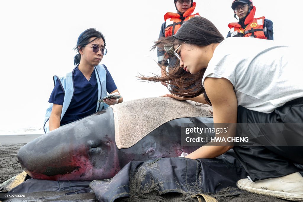 TAIWAN-ENVIRONMENT-MARINE-ANIMALS