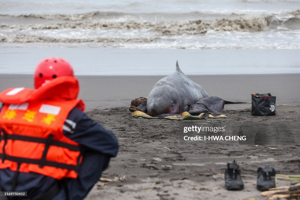 TAIWAN-ENVIRONMENT-MARINE-ANIMALS