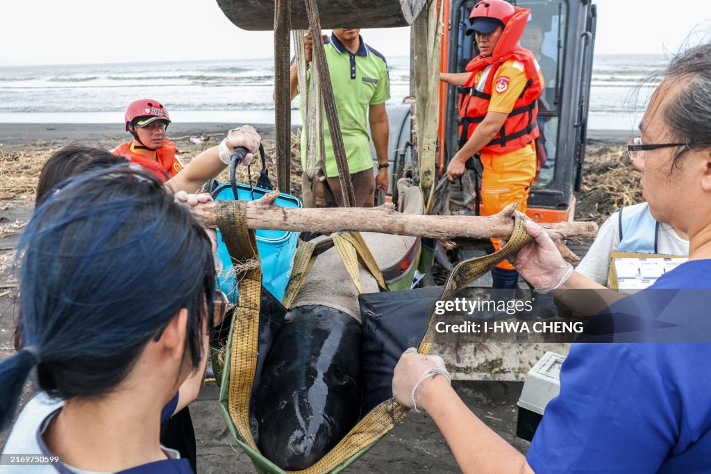 TAIWAN-ENVIRONMENT-MARINE-ANIMALS