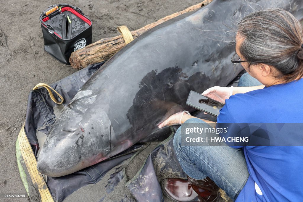 TAIWAN-ENVIRONMENT-MARINE-ANIMALS