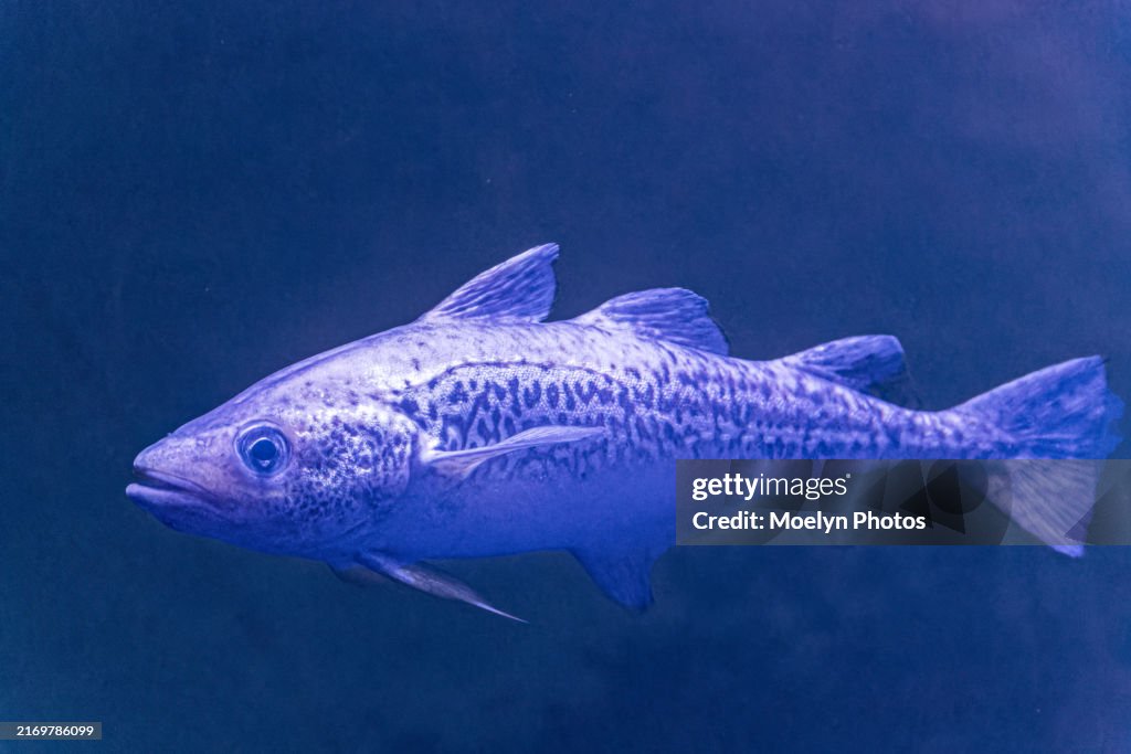 Waleye Pollock in Alaska
