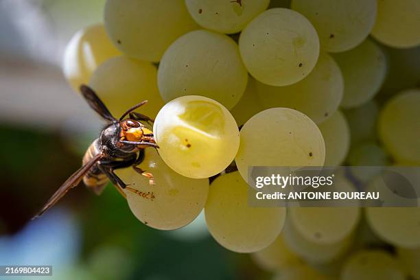 Asian Invasive Vine 229 Invasive Vine Stock Photos, High-Res Pictures, and Images - Getty ...