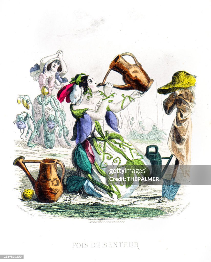 Sweet pea plant - Hand colored plate from "Les Fleurs Animees by J.J.Grandville 1867