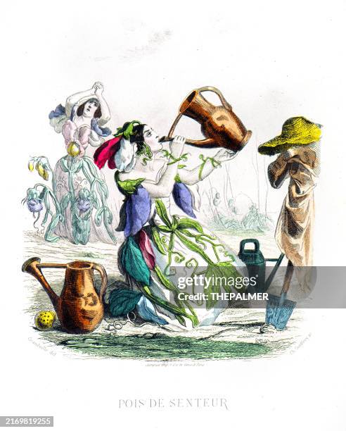 sweet pea plant - hand colored plate from "les fleurs animees by j.j.grandville 1867 - sweet pea bouquet stock illustrations