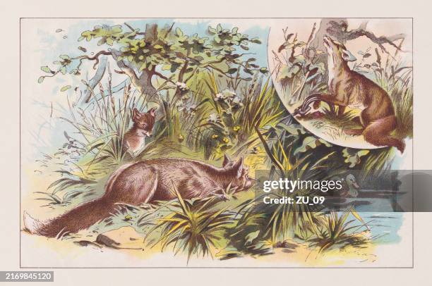 red fox (vulpes vulpes), chromolithograph, published in 1891 - predatory animals stock illustrations