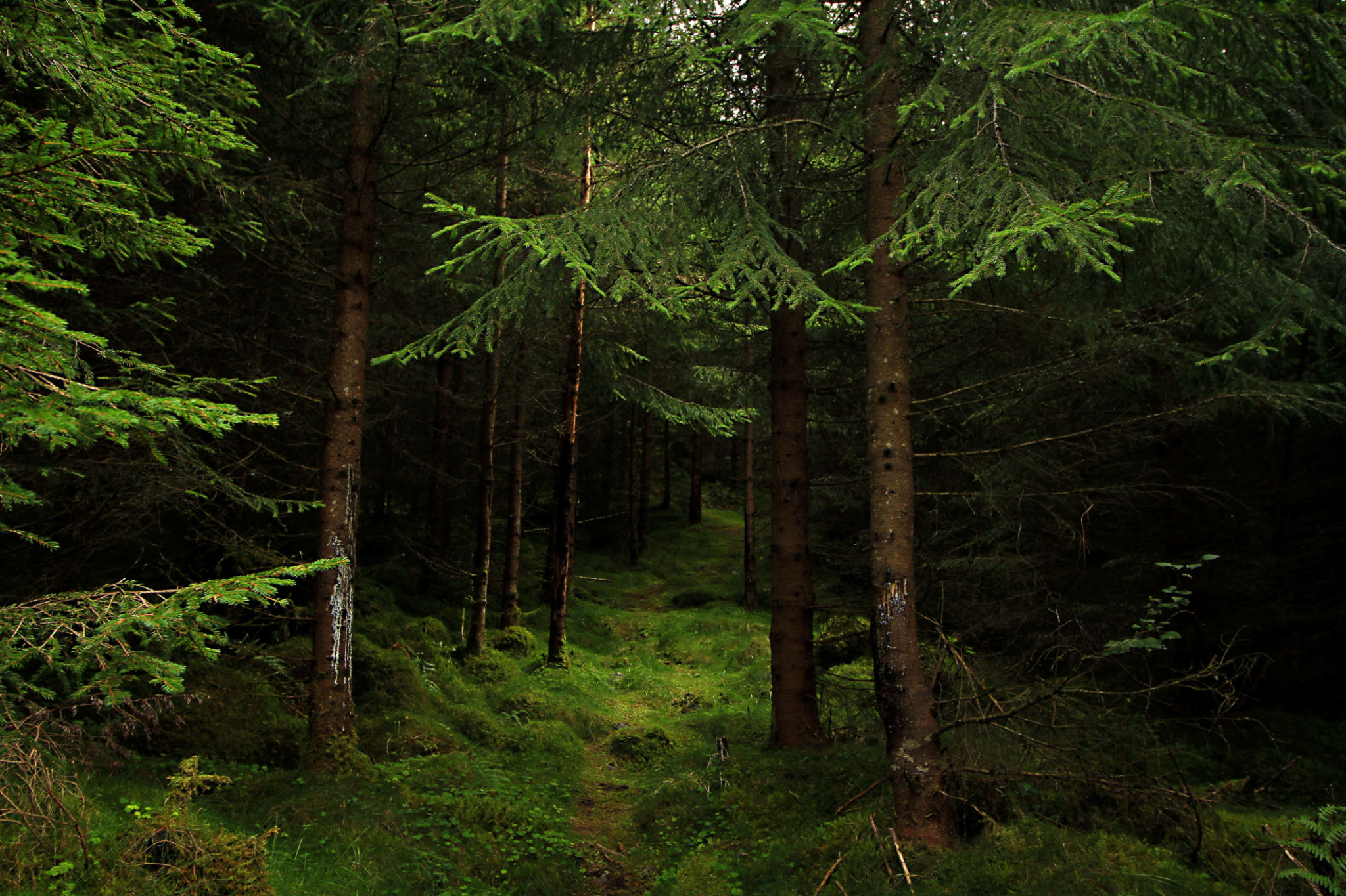 norwegian forest
