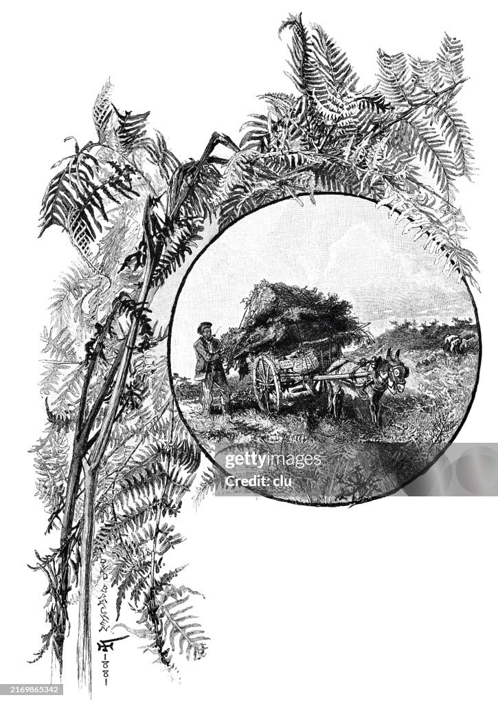 Dead bracken, carting heather with a donkey