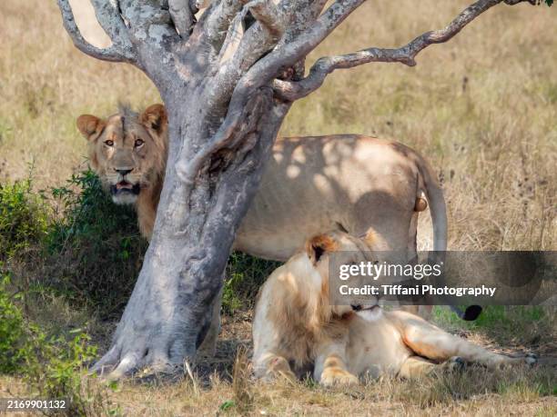 bachelors - lion tail stock pictures, royalty-free photos & images