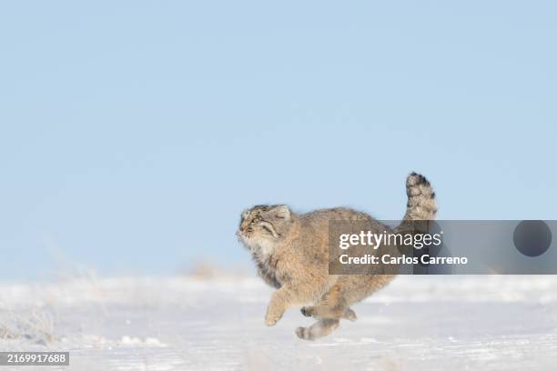 pallas's cat mid-galloping gait - pallas cat stock pictures, royalty-free photos & images