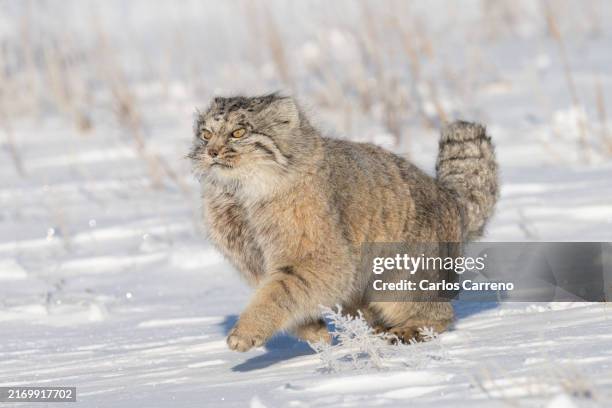 pallas's cat with ice crystals - pallas cat stock pictures, royalty-free photos & images