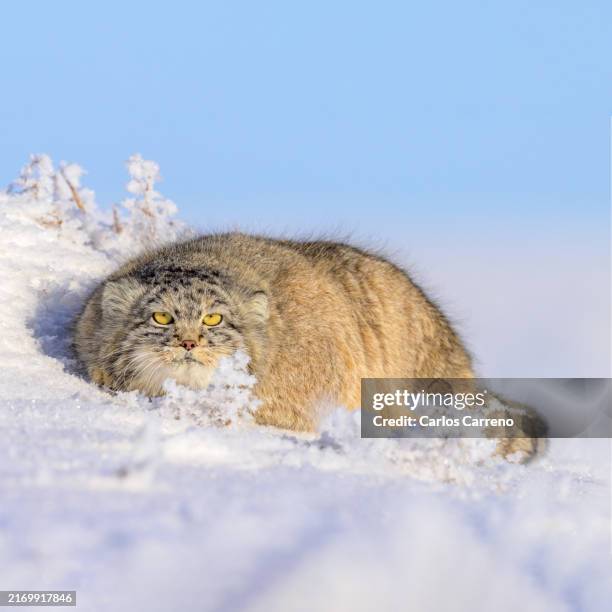 pallas's cat in frost - wildkatzenart stock-fotos und bilder