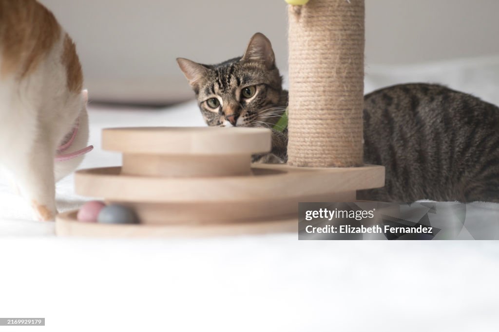 Two Cats Playing with an Interactive Toy - Playtime.