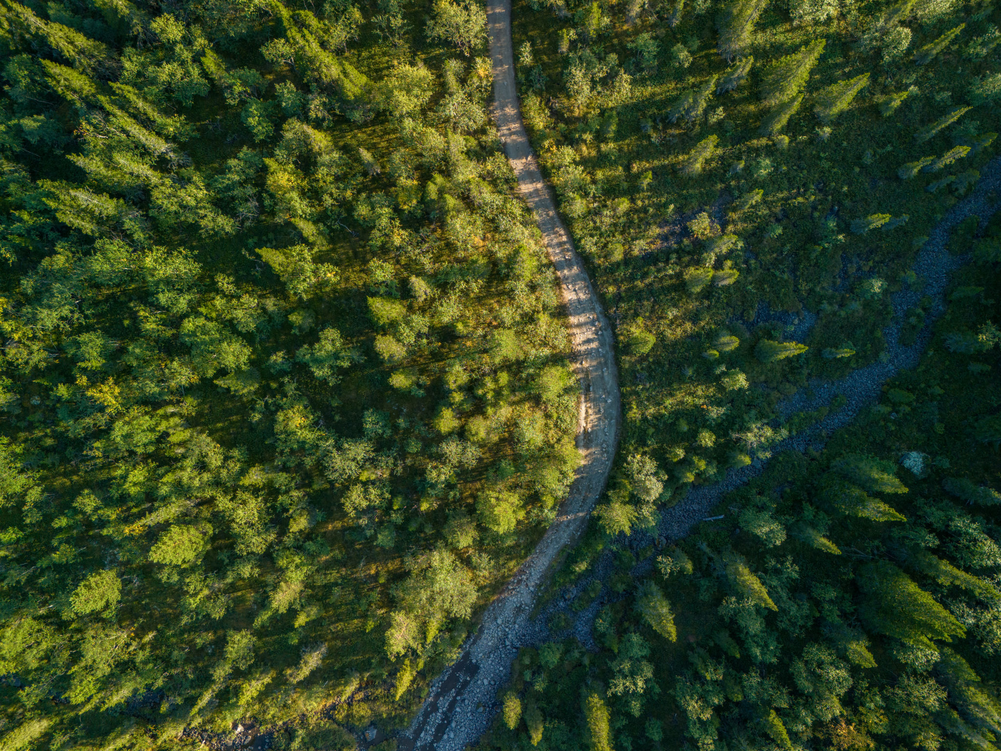forest trail