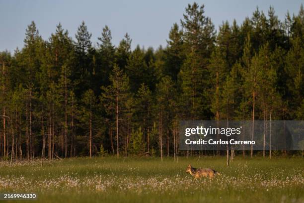 grey wolf in finish forest - wolf stock pictures, royalty-free photos & images