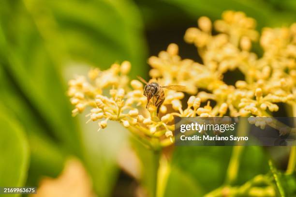 africanized honey bee (apis mellifera scutellata) - reserva natural - fotografias e filmes do acervo