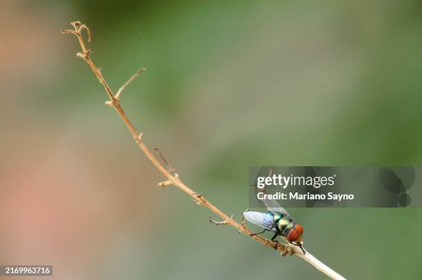 house fly (musca domestica) - made stock-fotos und bilder
