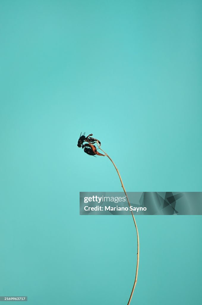 House fly (Musca domestica)
