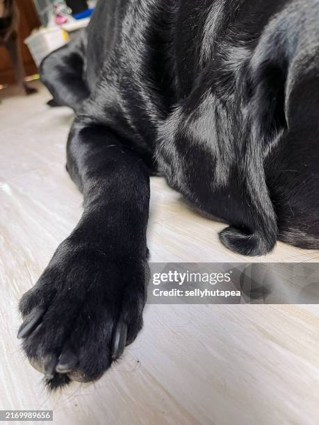 Lab Paws 1,924 Foot Picture Anatomy Stock Photos, High-Res Pictures, and Images ...