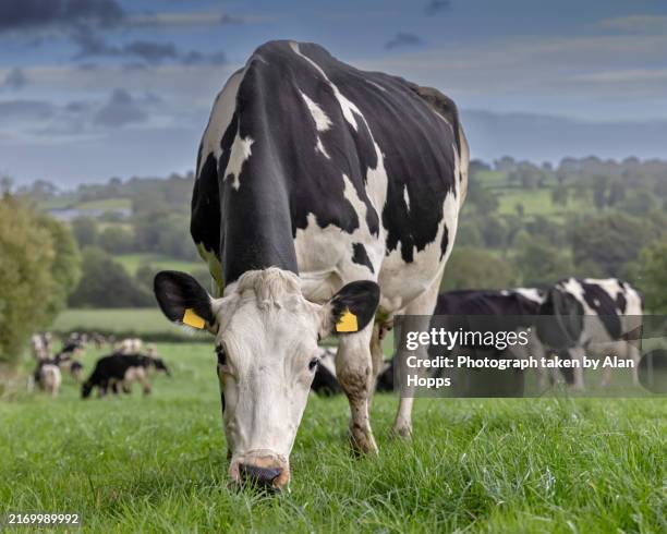 white faced holstein cow grazing grass in the late evening in ireland - vache frisonne photos et images de collection