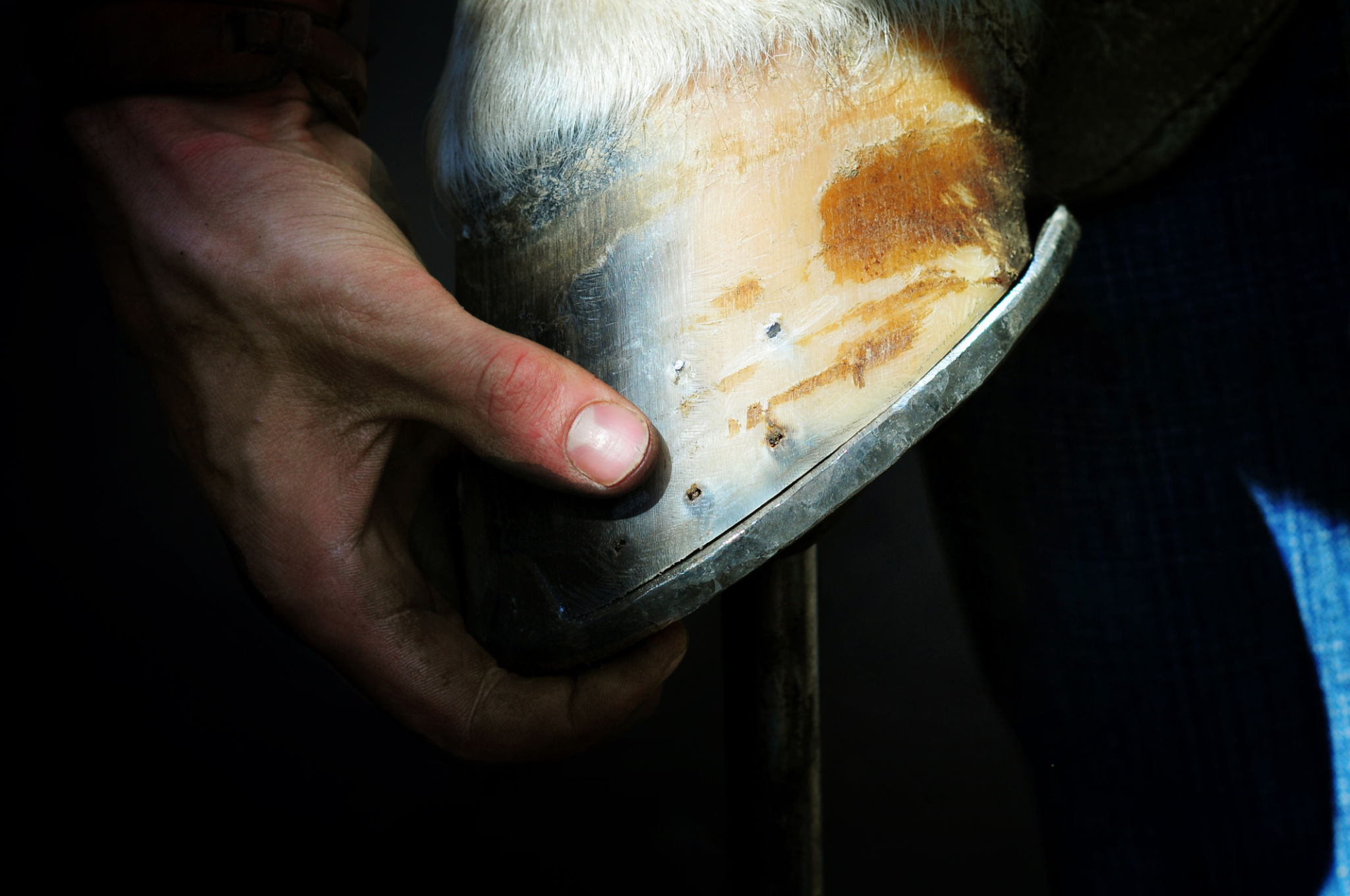 horse shoeing