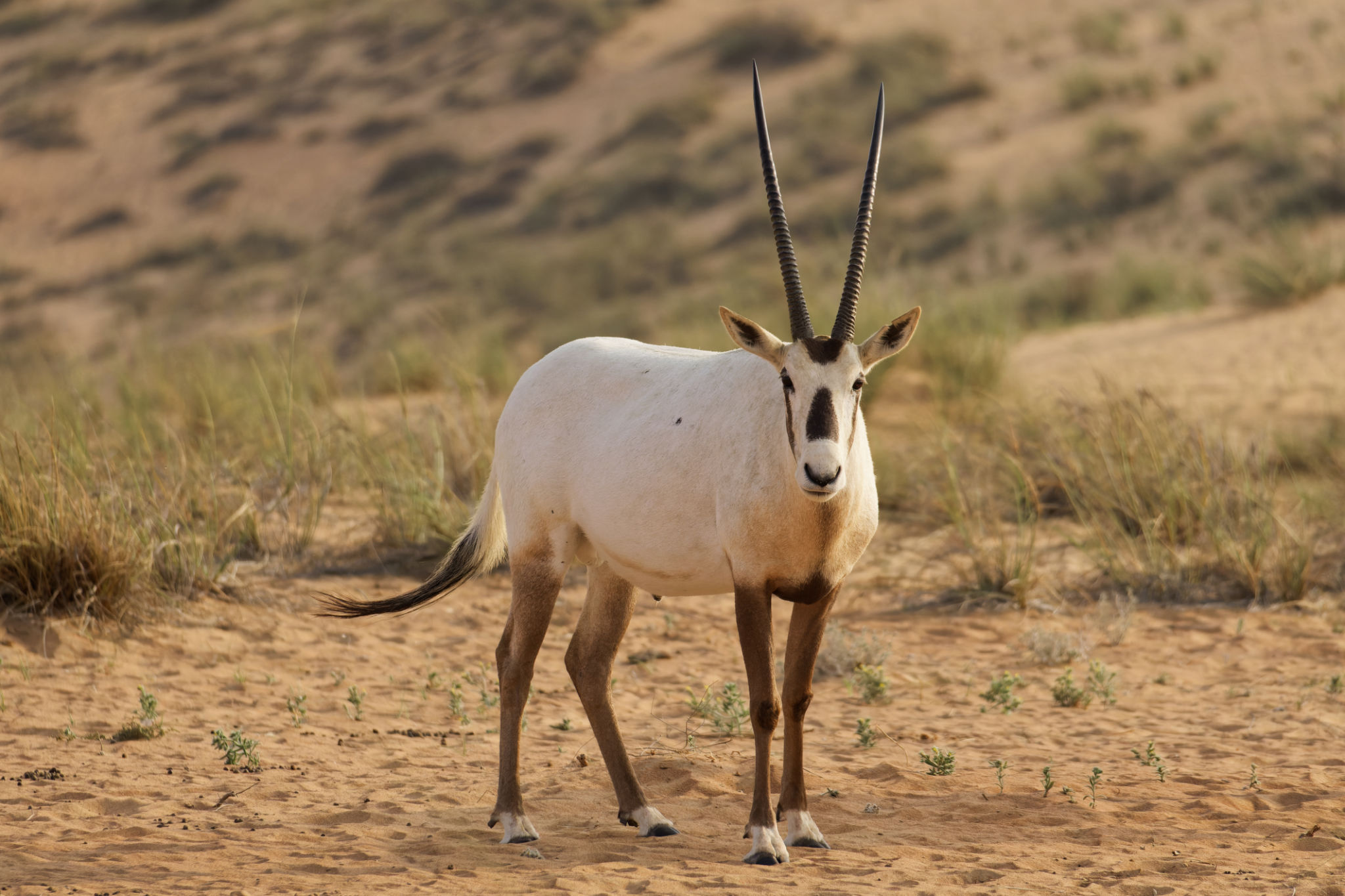 arabian oryx