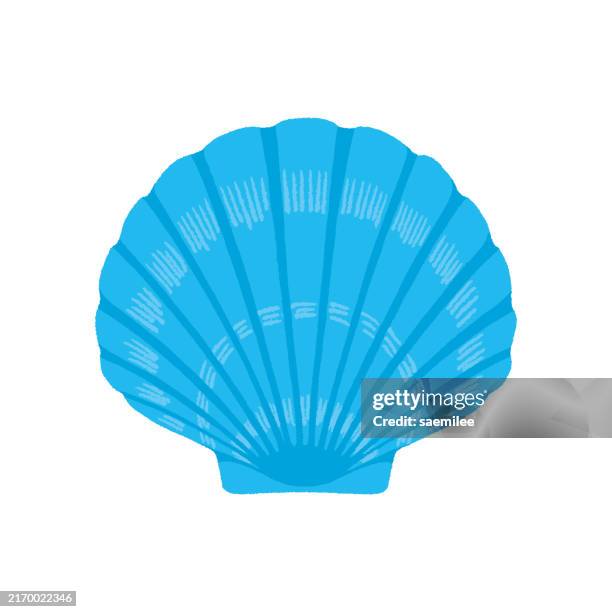 ilustraciones, imágenes clip art, dibujos animados e iconos de stock de vieira azul - concha de berberecho