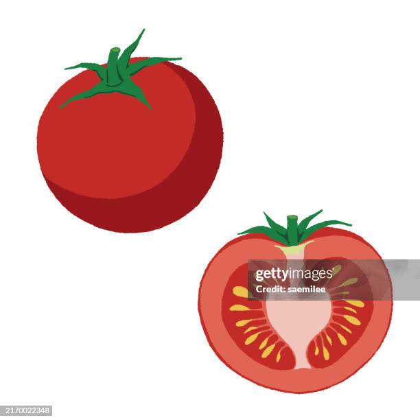 fresh tomato - tomato drawing stock illustrations