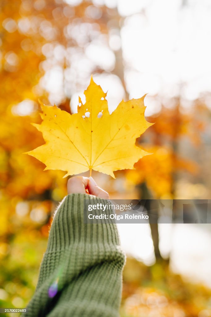 Yellow oak leaf in autumn sunlight. Female hand holds leaf in light of fall day