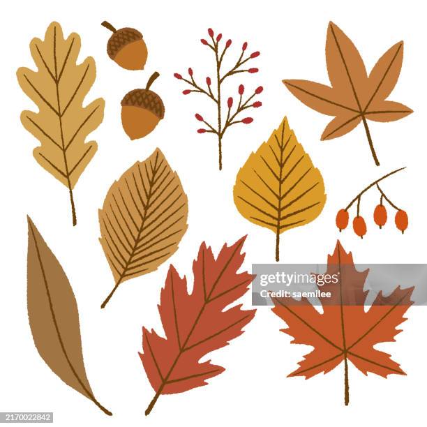 autumn leaves and acorns - fall leaves stock illustrations