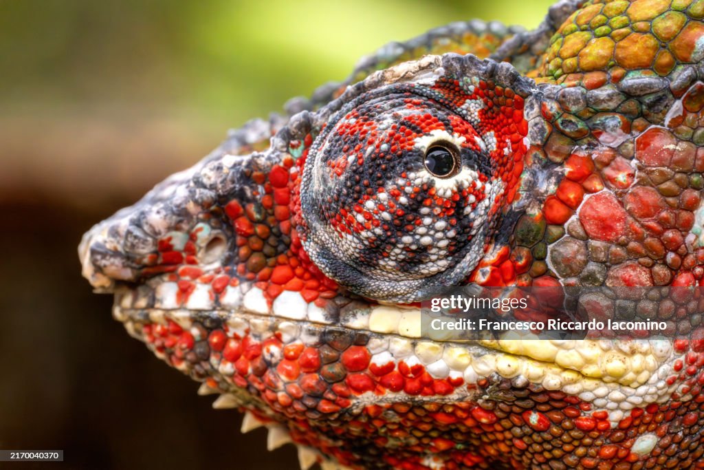 Close-Up of Colorful Chameleon Eye in Madagascar