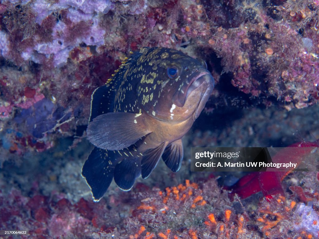 Dusky grouper - Epinephelus marginatus-.The big fish from the Atlantic and Mediterranean Sea are not afraid to come to the touch.