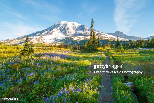 mount rainer wildflowers meadow trail - mt rainier stock pictures, royalty-free photos & images