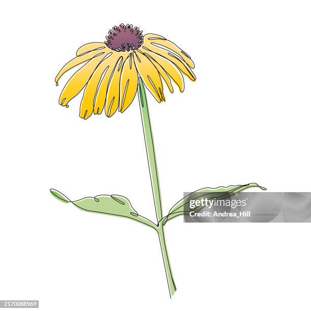 black eyed susan coneflower continuous line drawing with editable stroke and color elements - pinnate prairie coneflower stock illustrations
