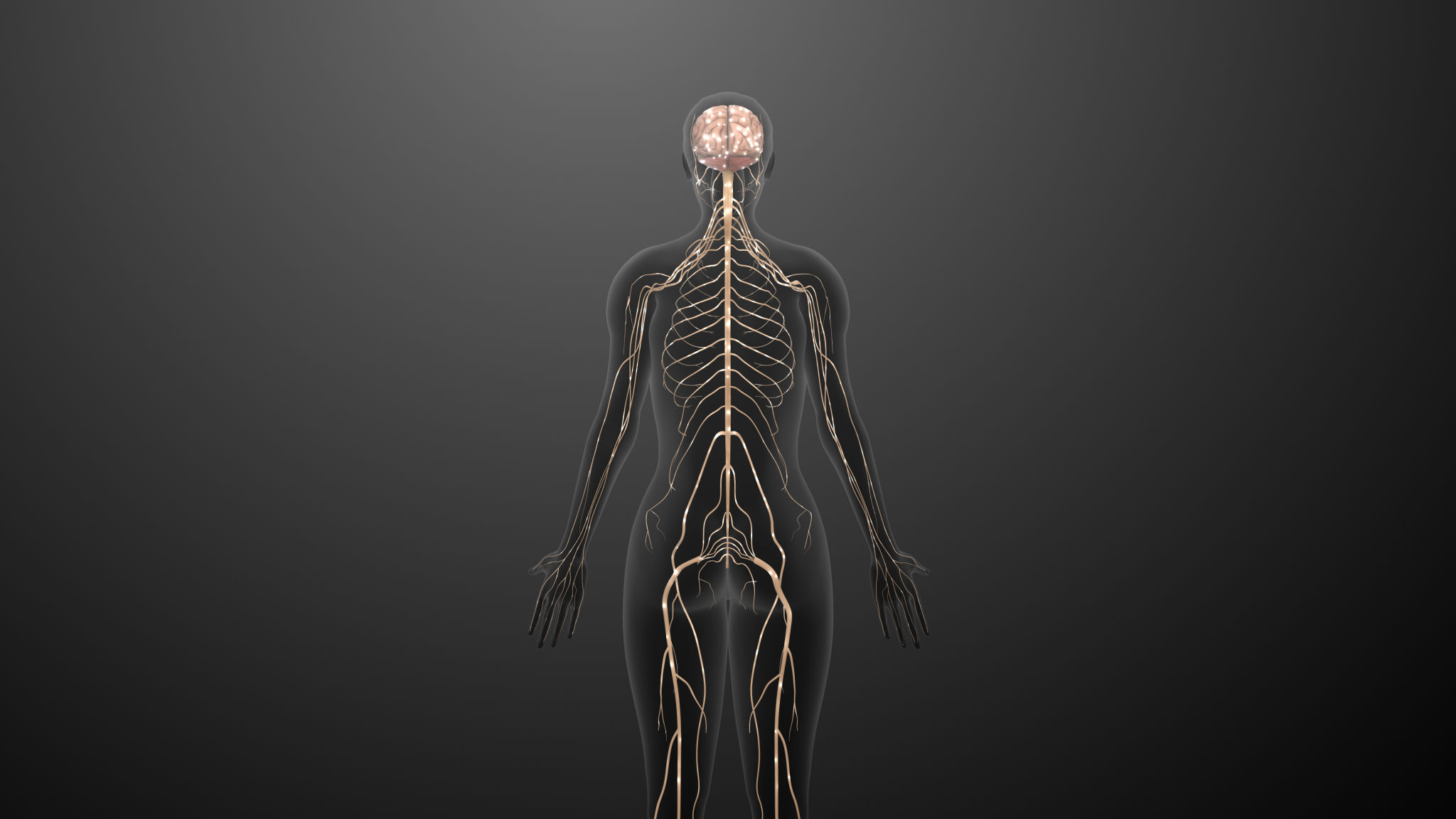 External Neural Pathways and Sensory Control System External Neural Pathways and Sensory Control System