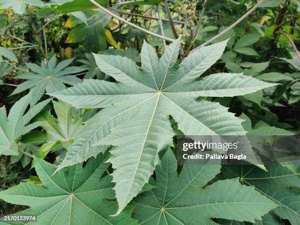 castor oil plant from india - castor beans stock pictures, royalty-free photos & images