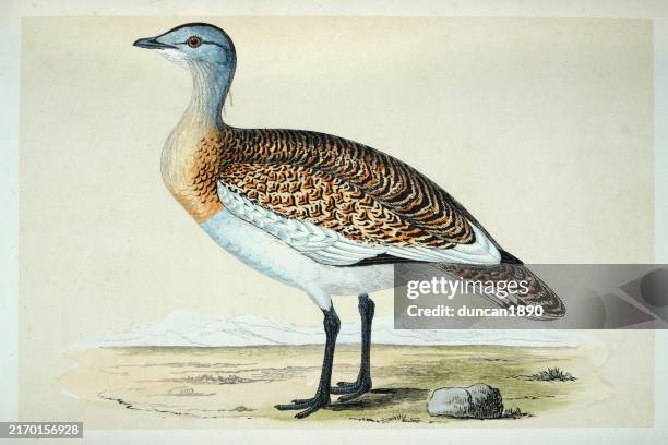ilustrações de stock, clip art, desenhos animados e ícones de great bustard, otis tarda, wildlife, fine art, birds, victorian, 19th century style - abetarda comum