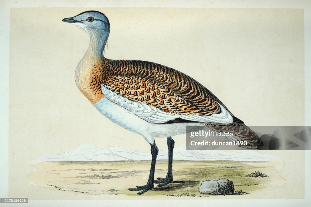 Great bustard, Otis tarda, Wildlife, Fine Art, Birds, Victorian, 19th Century style