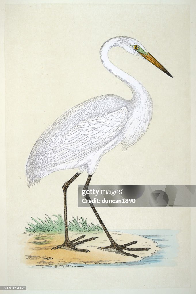 Garza blanca, Ardea alba, Fauna, Bellas Artes, Aves, Victoriano, Estilo del siglo XIX