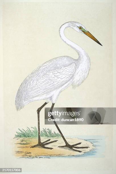 great white heron or egret, ardea alba, wildlife, fine art, birds, victorian, 19th century style - great egret stock illustrations