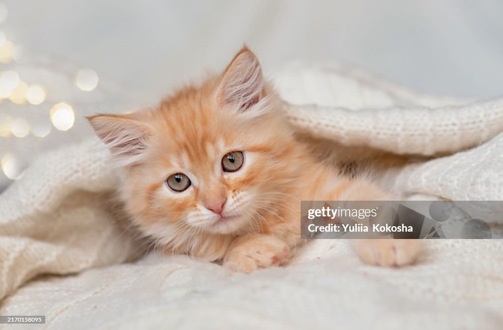 Ginger kitten for christmas. Ginger tabby cat lying on a bed against the Christmas