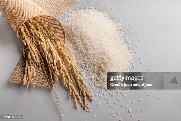 organic rice grains and uncooked rice on burlap and gray surface. natural agriculture and food production concept - arroz integral imagens e fotografias de stock