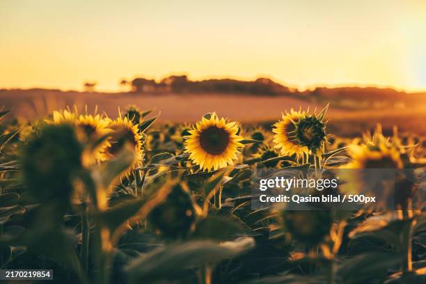 close-up of sunflower on field against sky,springfield,missouri,united states,usa - missouri imagens e fotografias de stock