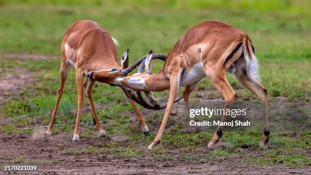 male impalas in a fight for supremacy in maasai mara savanna. - masai mara national reserve stock pictures, royalty-free photos & images
