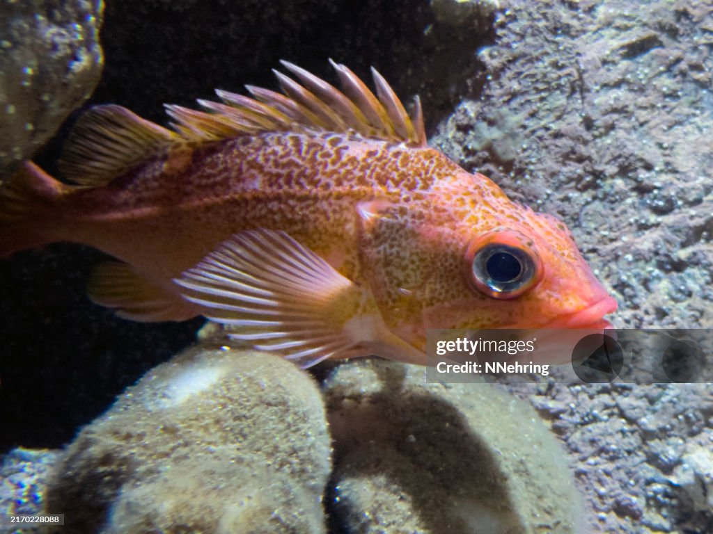 Copper rockfish, Sebastes caurinus